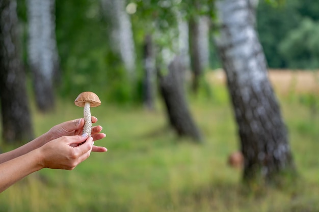 Mano che tiene un fungo commestibile sullo sfondo della foresta sfocata. Avvicinamento.