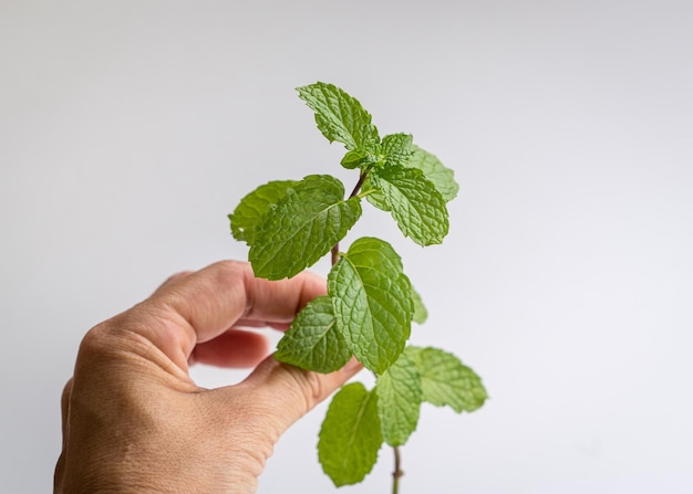 Mano che tiene un gambo di foglia di menta