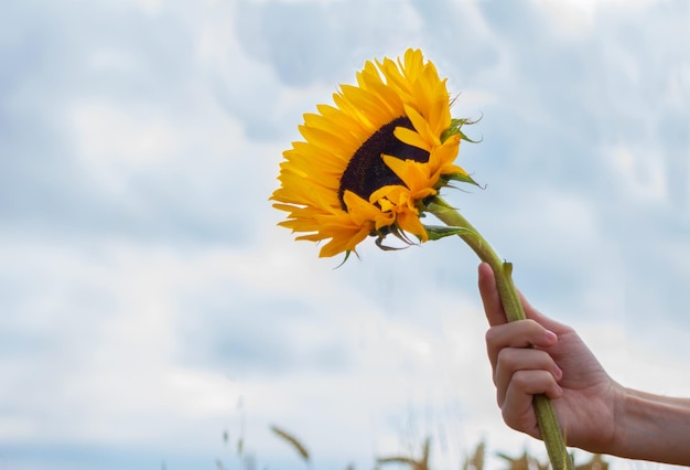 Mano che tiene un grande e bellissimo girasole sullo sfondo di un primo piano con cielo nuvoloso