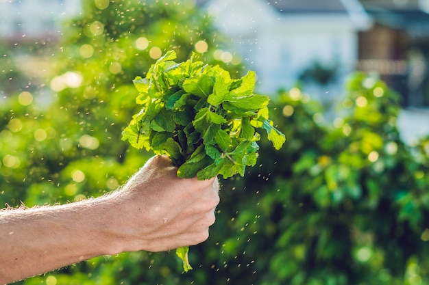 Mano che tiene un mazzo di foglie di menta