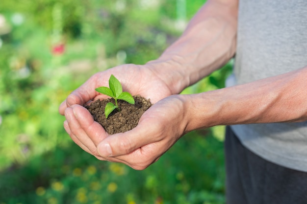 Mano che tiene un piccolo albero per piantare Concept green world earth day