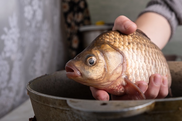 Mano che tiene una carpa cruda pronta per essere cotta in padella