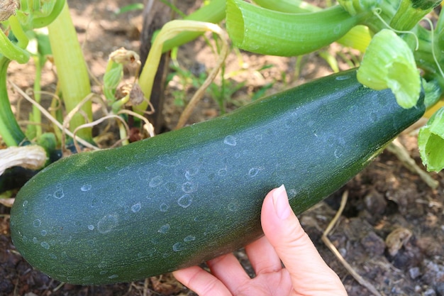 Mano che tiene una crescita di zucchine nel giardino di casa