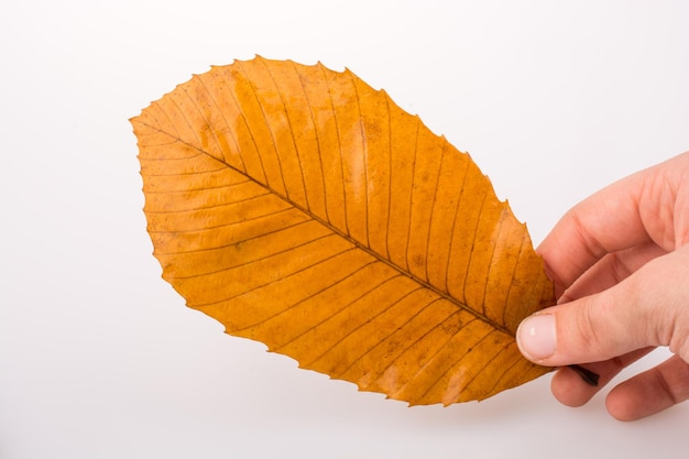 Mano che tiene una foglia asciutta d'autunno su uno sfondo bianco