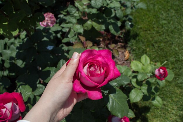 Mano che tiene una rosa nel roseto