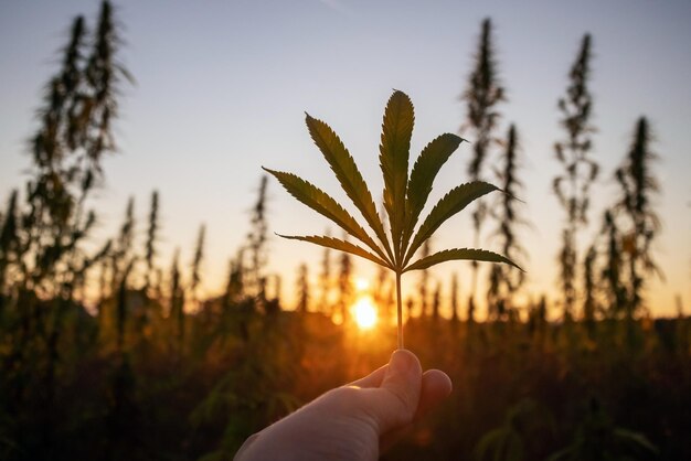 Mano con foglia di cannabis, sole che tramonta e gambi di canapa.