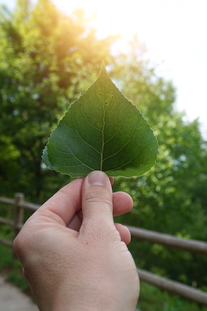 mano con foglie nella natura