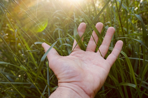 mano con foglie nella natura