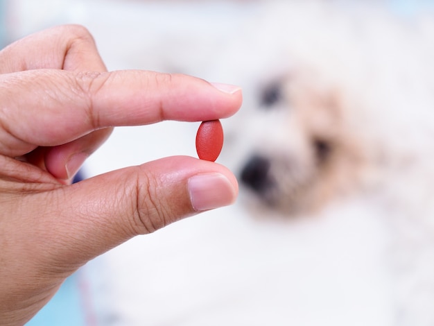 Mano con pillola o droga di cane malato, trattamento di trattamento della malattia per animali domestici.