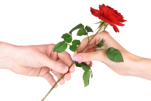 Mano d'uomo che dà una rosa isolata su bianco