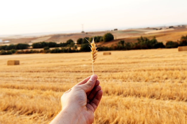 Mano d'uomo che tiene spiga di grano biologico senza glutine. Concetto di agricoltura biologica.