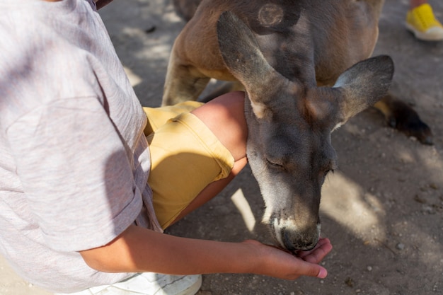 mano del bambino che allatta un canguro australiano