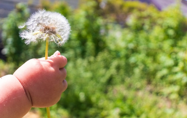 Mano del bambino che dà un fiore