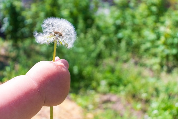 Mano del bambino che dà un fiore