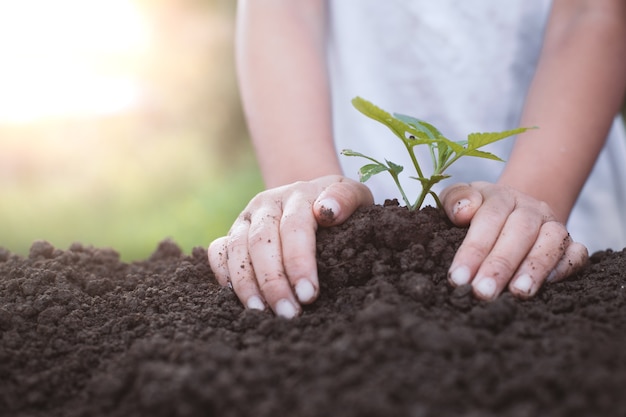 Mano del bambino che pianta giovane albero su suolo nero come concetto del mondo di risparmi