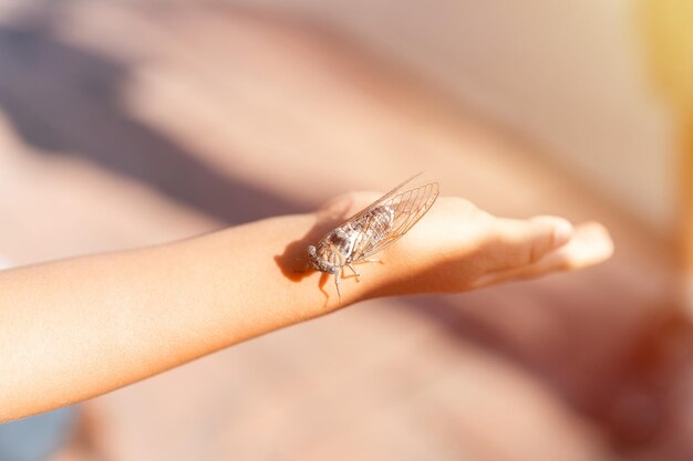 Mano del bambino che tiene la cicala cicadidae un grande insetto cinguettante volante nero o un insetto o un coleottero sul braccio ricercatore bambino che esplora gli animali che vivono nei paesi caldi in Turchia flare