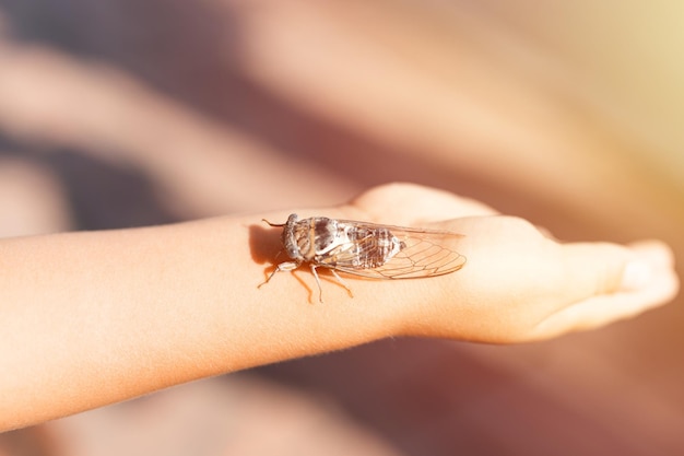 Mano del bambino che tiene la cicala cicadidae un grande insetto cinguettante volante nero o un insetto o un coleottero sul braccio ricercatore bambino che esplora gli animali che vivono nei paesi caldi in Turchia flare