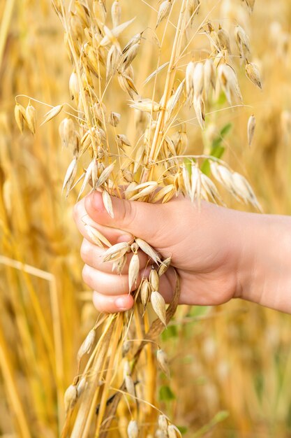 Mano del bambino che tiene le orecchie di avena.