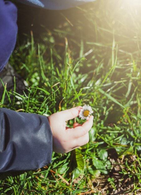 Mano del bambino raccogliendo un fiore margherita