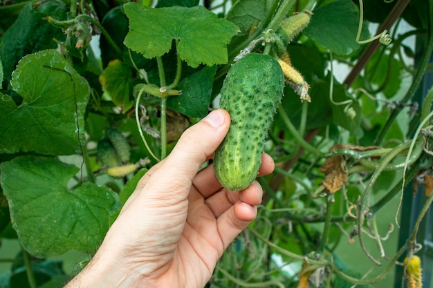 Mano del contadino tenere Cetriolo verde su un ramo in una serra