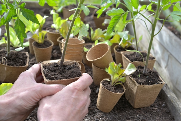 Mano del giardiniere che giudica una piantina del pomodoro pronta per essere piantata in giardino