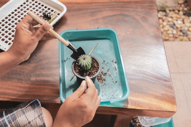 Mano del giardiniere del primo piano che lavora al vaso del cactus in azienda agricola