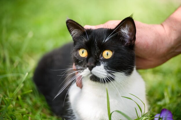 Mano del maestro che accarezza il gatto nell'erba verde