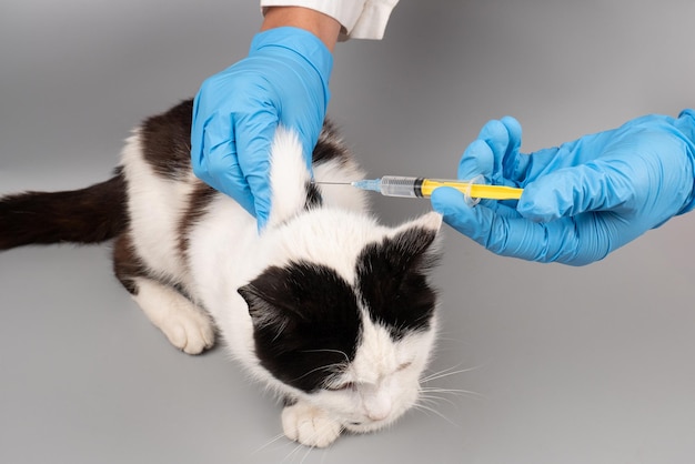 Mano del medico veterinario che fa un'iniezione a un gatto con una siringa