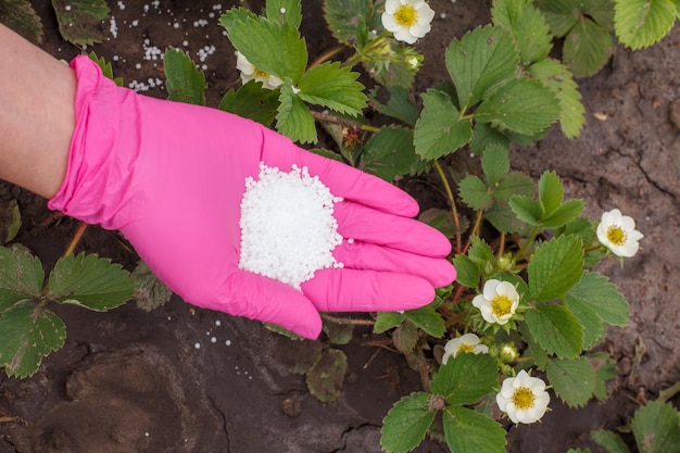 Mano dell'agricoltore che dà fertilizzante chimico alle giovani piante di fragole