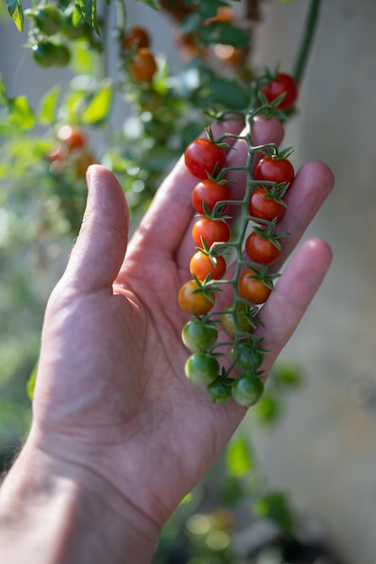 Mano dell'agricoltore che raccoglie con cura pomodorini freschi dal cespuglio durante il primo piano della stagione del raccolto