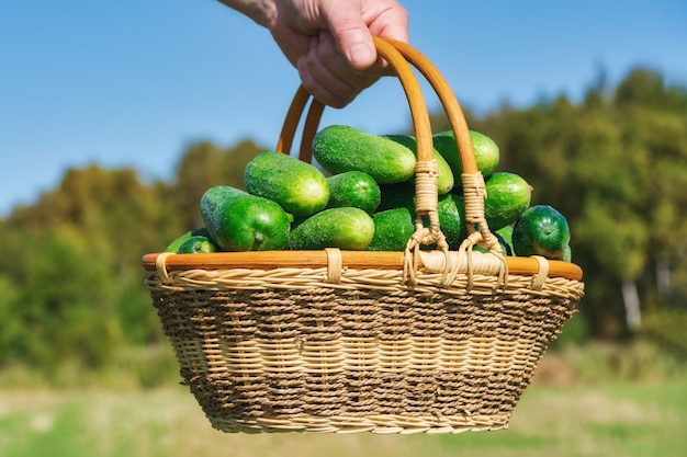 Mano dell'agricoltore che tiene cesto di vimini con cetrioli verdi molto freschi sullo sfondo della foresta autunnale