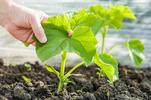 Mano dell'agricoltore che tiene un germoglio di un cetrioloCetrioli che piantano la coltivazione e la raccolta dei cetrioli