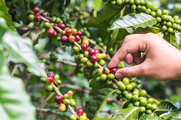 Mano dell&#39;agricoltore con i chicchi di caffè che maturano, caffè fresco sull&#39;albero nel Nord della Tailandia