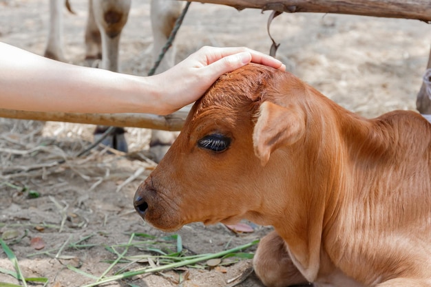 Mano dell'agricoltore della donna che tocca mucca adorabile del bambino