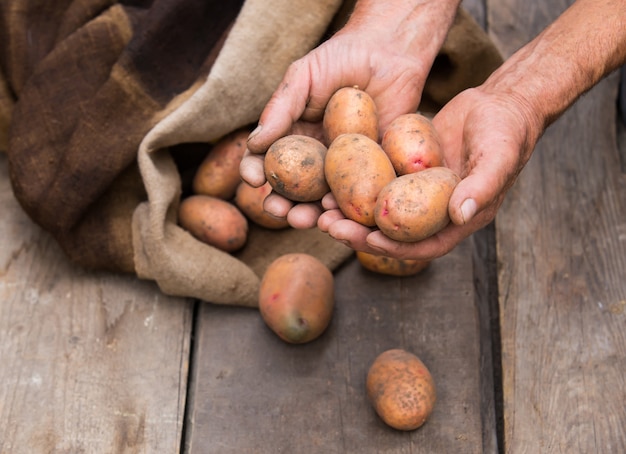 Mano dell'uomo anziano con patate fresche raccolte con terreno ancora sulla pelle