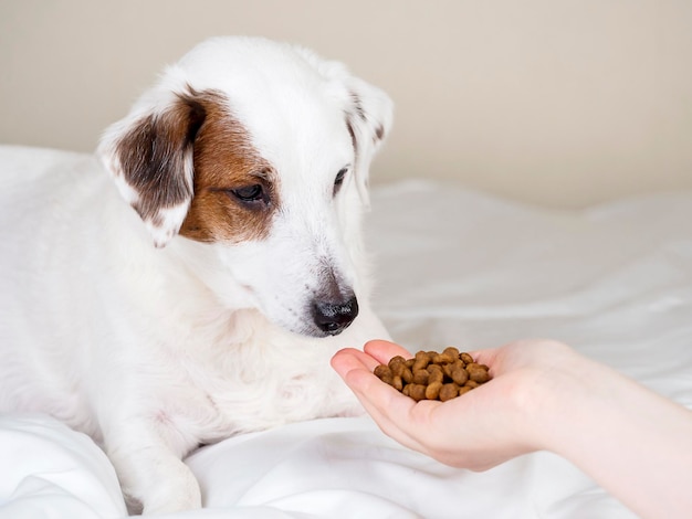 Mano dell'uomo con il mangime L'uomo offre al cane una sorpresa Il concetto di cura e amore per gli animali domestici