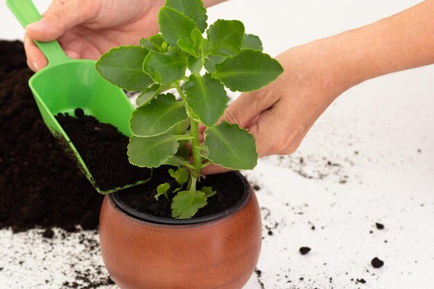 Mano della donna che mette il terreno usando la paletta in vaso con la pianta di kalanchoe su fondo bianco