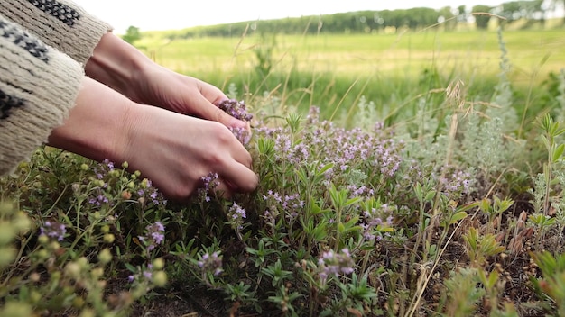 Mano della donna che raccoglie timo verde fresco con fiori viola che crescono nel prato