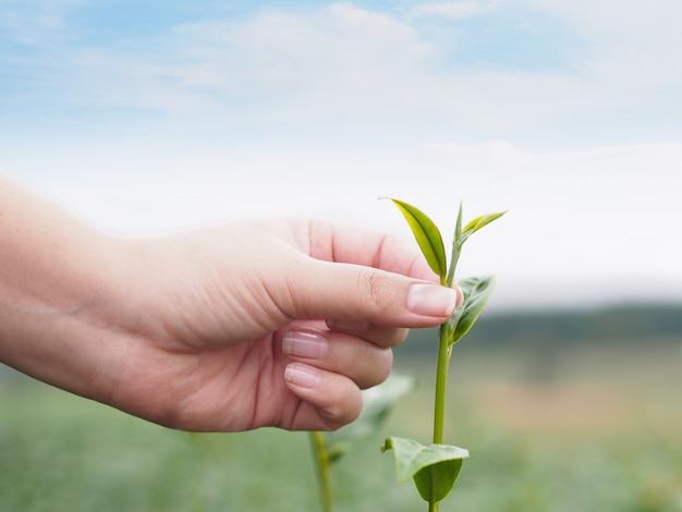 Mano della donna che seleziona foglia verde nel campo del tè