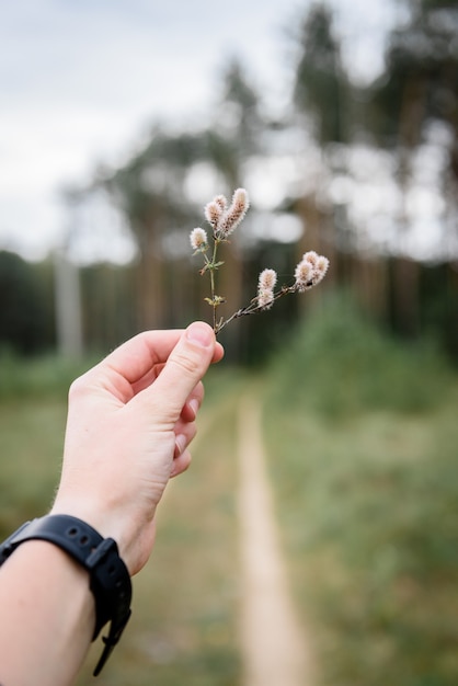 Mano della donna che tiene erba sul fondo della strada