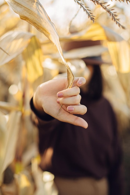 Mano della donna che tiene la foglia di mais gialla sullo sfondo del campo di mais in luce calda e soleggiata Primo piano della mano