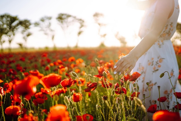 Mano della donna che tocca i fiori del papavero nel campo al tramonto