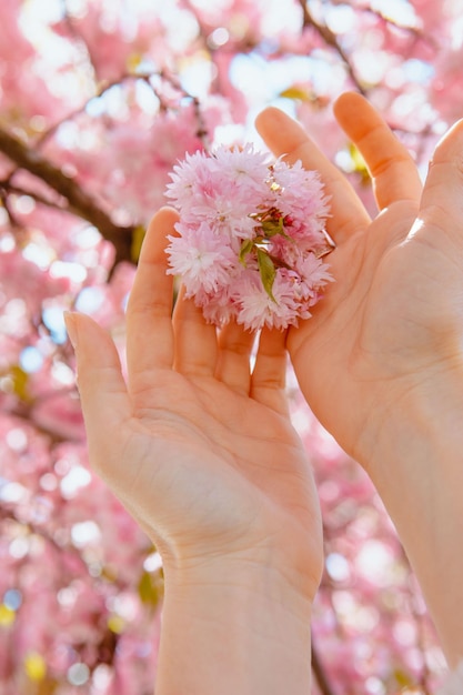 Mano della donna che tocca l'albero di fioritura di sakura