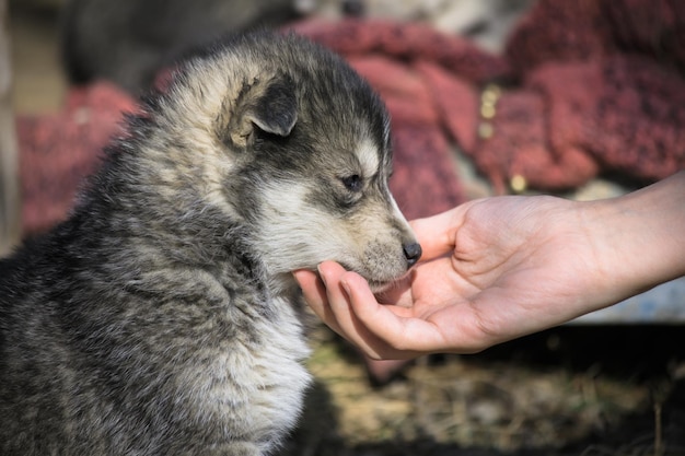 Mano della donna con il cane