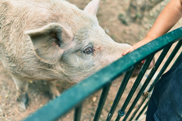 Mano della donna ispanica che accarezza adorabile maiale alla fattoria