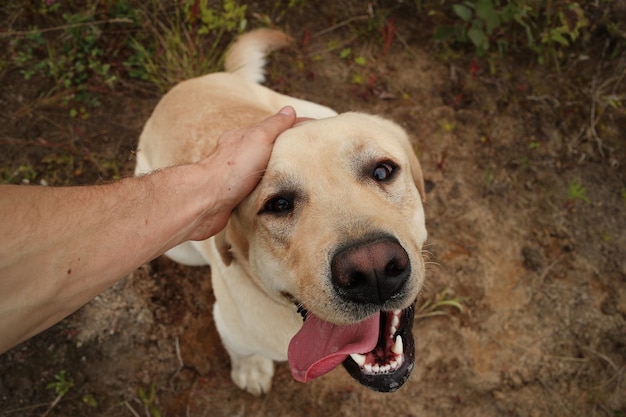 Mano della persona che tiene una testa di cane. Erba verde e fiori gialli