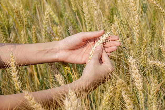 Mano della ragazza dell'agricoltore che tiene l'orecchio di orzo.