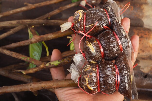 Mano di agricoltore che tiene innestando la pianta dell&#39;albero da guava in azienda agricola biologica locale