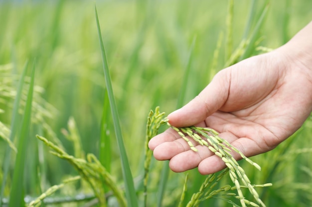 Mano di agricoltura che tocca teneramente delicatamente tenendo un giovane riso nella risaia all'aperto