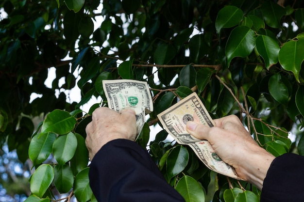 Mano di donna che prende banconote in dollari USA da foglie verdi cespuglio Denaro che cresce su alberi concept